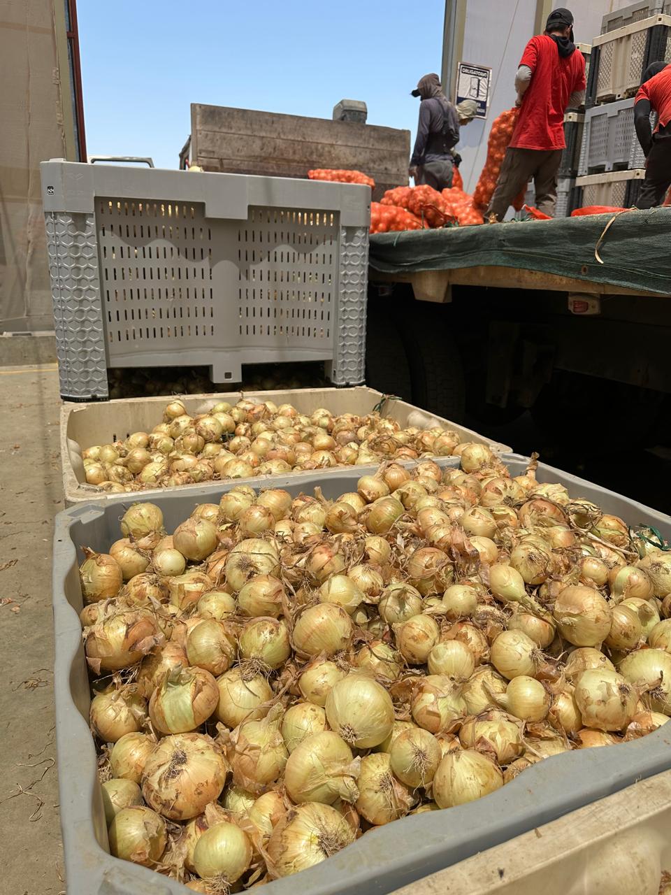 Returnable packaging for onions